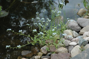 Forget Me Not